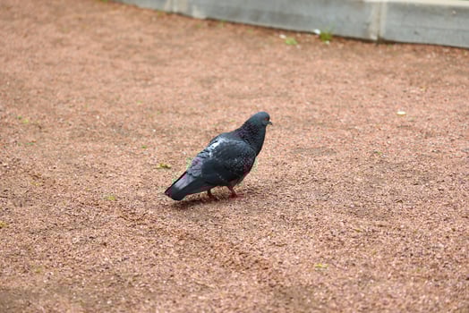 A Pigeon is Walking on a Gravel Path Located in an Urban Environment, Surrounded by the City photo