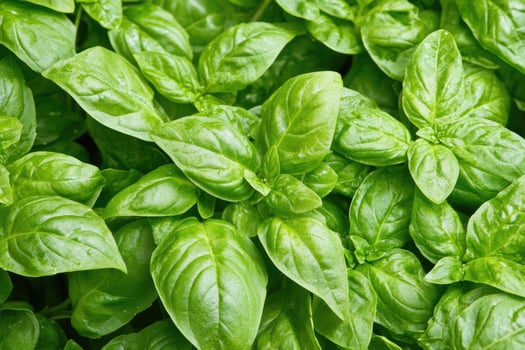 Lush basil leaves close-up photo