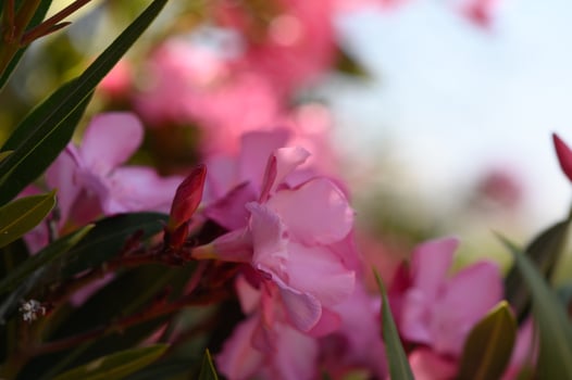 Delicate pink oleander flowers blooming under the Cyprus sun. photo
