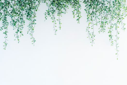 Hanging greenery on a white wall photo