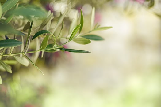 Close-up view of green olive leaves against a softly blurred background in a garden setting photo