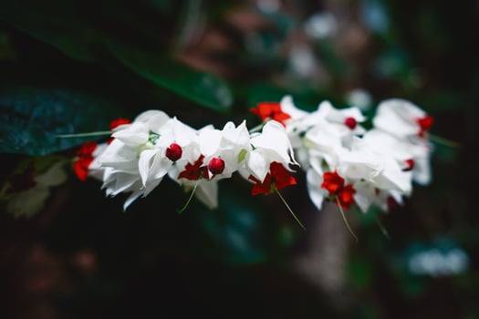 White And Red Flowers In The Nature photo