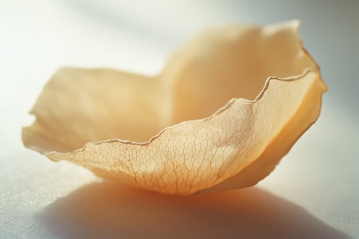 A single flower is shown on a white surface photo