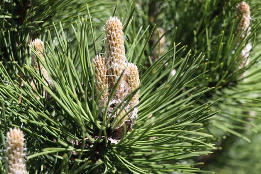 Pine buds in the spring. Bloomed pine branches. photo