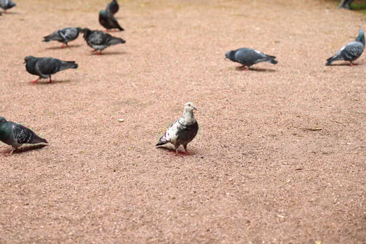 A group of pigeons gathered in the park along with an exceptionally unique whitefeathered bird photo