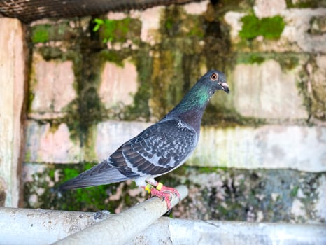 A CloseUp View of a Striking Racing Pigeon Perched on a Pipe Against a Mossy Brick Wall Background photo