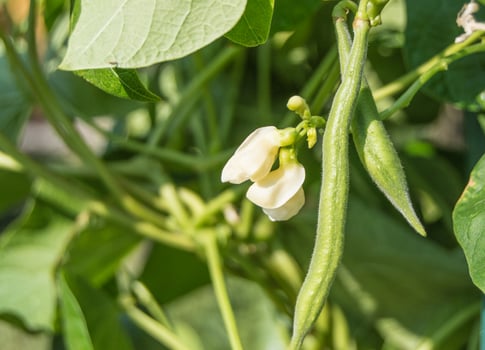 Green bean plant with pods and white flowers, in the garden on a Sunny day photo