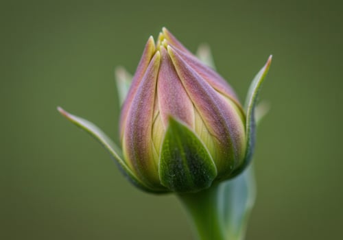 A detailed shot of a flower bud, showcasing the beauty of spring's upcoming bloom. photo