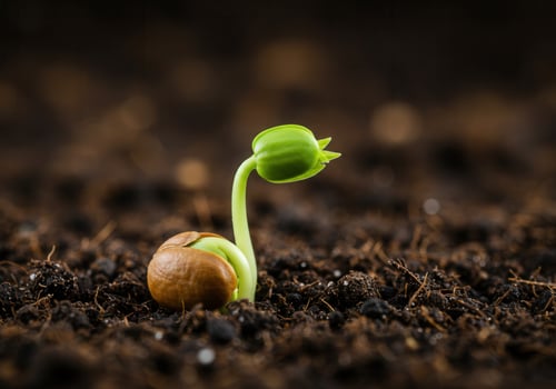 The small seedling emerges from the soil, showing signs of growth and life. photo