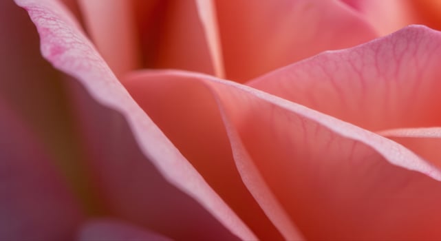 A captivating close-up view of a pink rose, displaying intricate petal details. photo