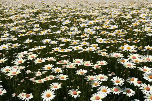 A field of white daisies is shown in this photo