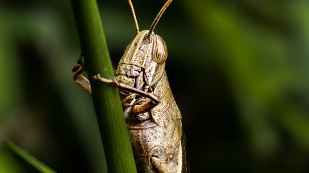 Macro shot of a brown grasshopper expertly blending into its green grass surroundings, showcasing its textured body, photo