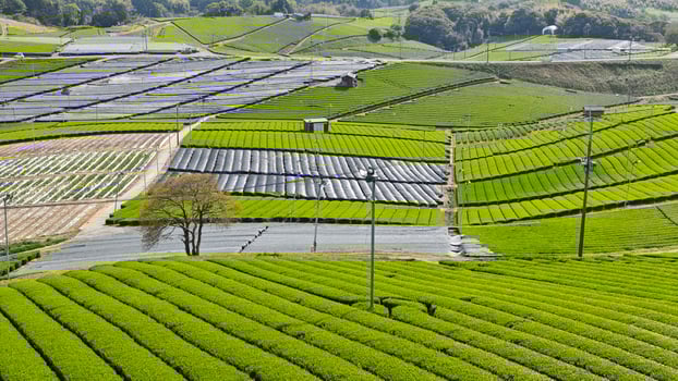 Wide landscape of tea farm and agricultural fields, showcasing sustainable farming and natural beauty photo