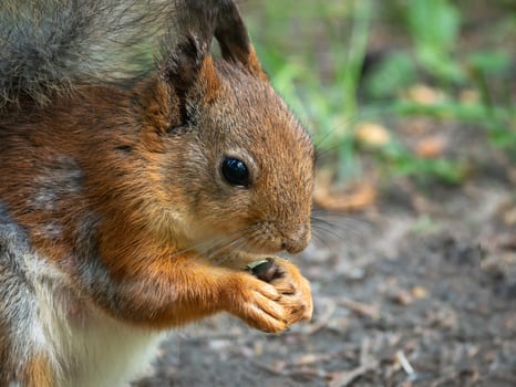 Red squirrel eating a sunflower seed. photo