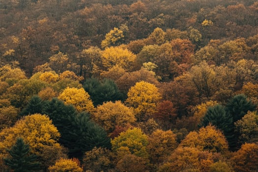 Autumn Foliage Canopy photo