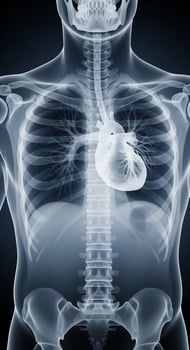 The human skeleton and heart are shown in this image photo