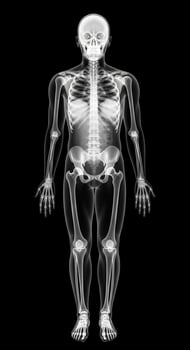 A human skeleton is shown in this image photo