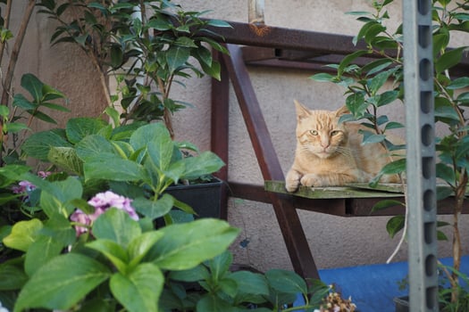 Orange cat relaxing among green plants in garden setting photo