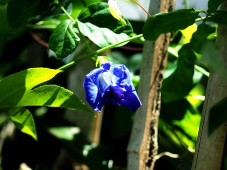 A blue flower growing on a tree branch photo
