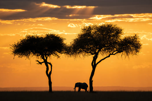 Nature Background Majestic African Elephant Silhouette at Sunset Savanna Trees Golden Sky photo