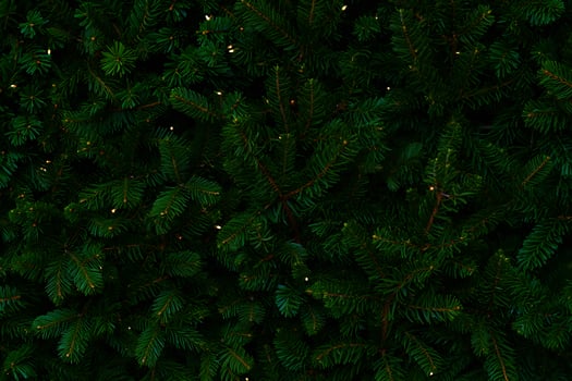 Nature Background Lush Green Christmas Tree Branches with Warm Fairy Lights Background Texture photo