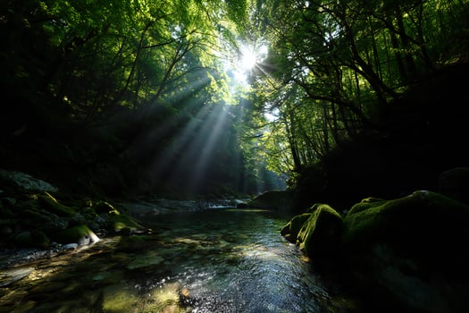 Nature Background Sunbeams Illuminate Serene Forest River Mossy Rocks Lush Greenery Tranquil Nature Scene photo