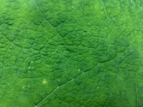 Green leaf surface highlighting natural vein patterns. Leaf texture macro shot. photo