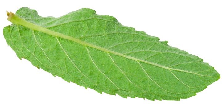 Geen mint leaf on isolated background, close up photo