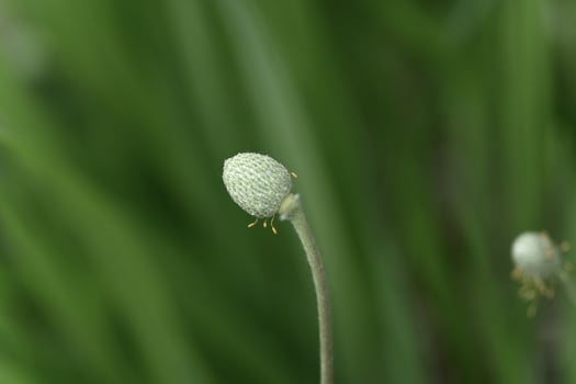 a close up of a flower bud on a plant photo