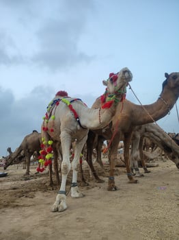 Resting Camels Adorned with Tassels at Qurbani Bazaar photo