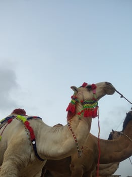 Two Camels with Decorative Harnesses Against Overcast Sky photo