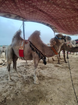 Light Brown Camel Under Patterned Canopy at Qurbani Market photo
