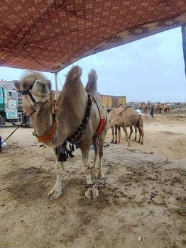 Camel in Sandy Lot with Market Backdrop at Qurbani Fair photo