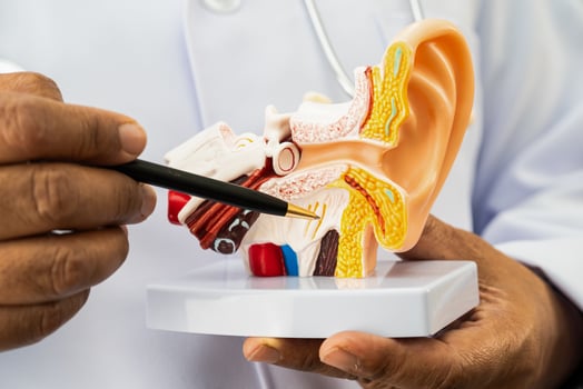 doctor holding human ear model to learn and treat hearing loss photo