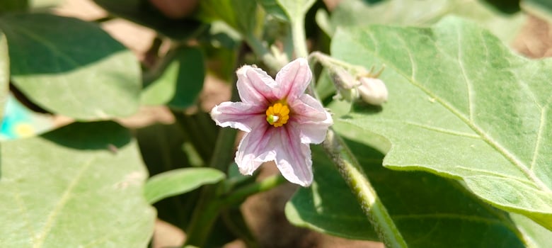 Eggplant Brinjal Flower Closeup Agricultural Plant and Botanical Macro Photography photo