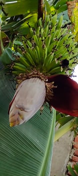 Banana Plant with Green Bananas and Banana Blossom Tropical Agriculture Nature Photo