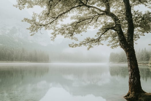 Misty lake scene with a lone tree photo