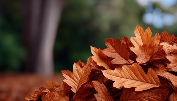 Gathering scattered autumn leaves in a peaceful forest setting natural beauty close-up view photo