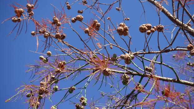 Red brown and rounded cones of Taxodium distichum secrest growing deciduous, ornamental tree the leaf turn red in Australia winter season, image against blue sky background photo