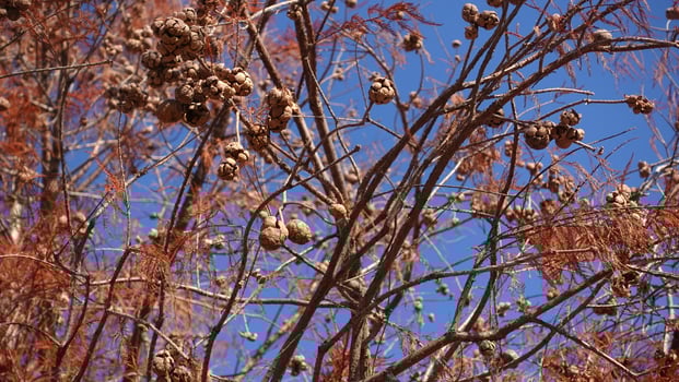 Red brown and rounded cones of Taxodium distichum secrest growing deciduous, photo