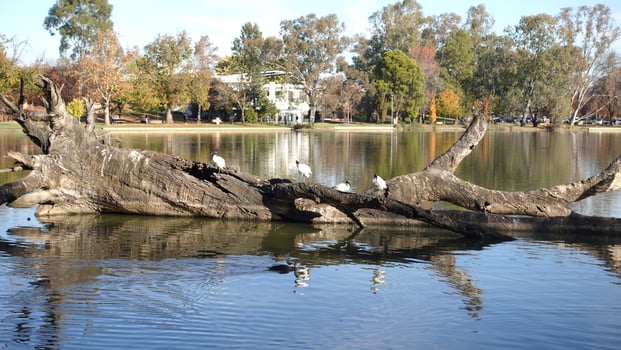 Australian white ibis birds habitat, staying on dead tree in Park Lake water pond, Victoria, Australia photo