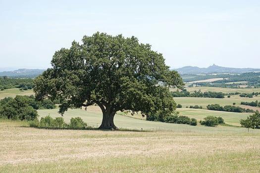 Solitary oak tree on a hilltop photo