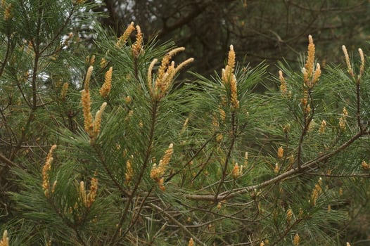 Close up of Whispering Pine photo