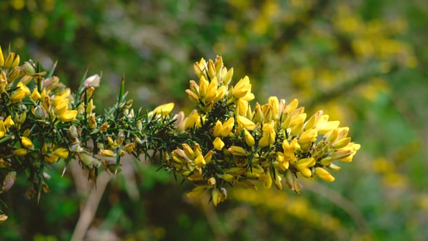 Close-up of a blooming gorse plant Ulex europaeus with vibrant yellow flowers and sharp green thorns, set against a softly blurred natural background photo