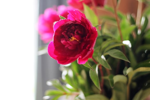 Pink Peonies in Full Bloom photo