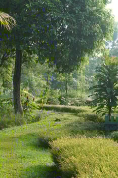 Lush green garden path with vibrant foliage and dappled sunlight creating a serene atmosphere photo