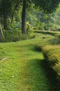 Lush Greenery A Vibrant Tropical Garden Path with Dense Foliage and Sunlight photo