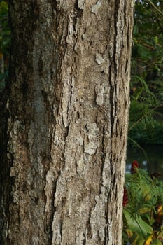 Textured tree bark with lichen growth and blurred foliage background photo