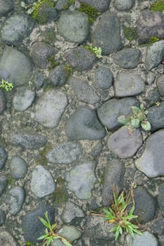 Weathered cobblestone path with moss and small plants growing between the stones. photo