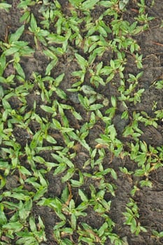 Close-up of vibrant green grass shoots emerging from dark, damp soil in a garden photo